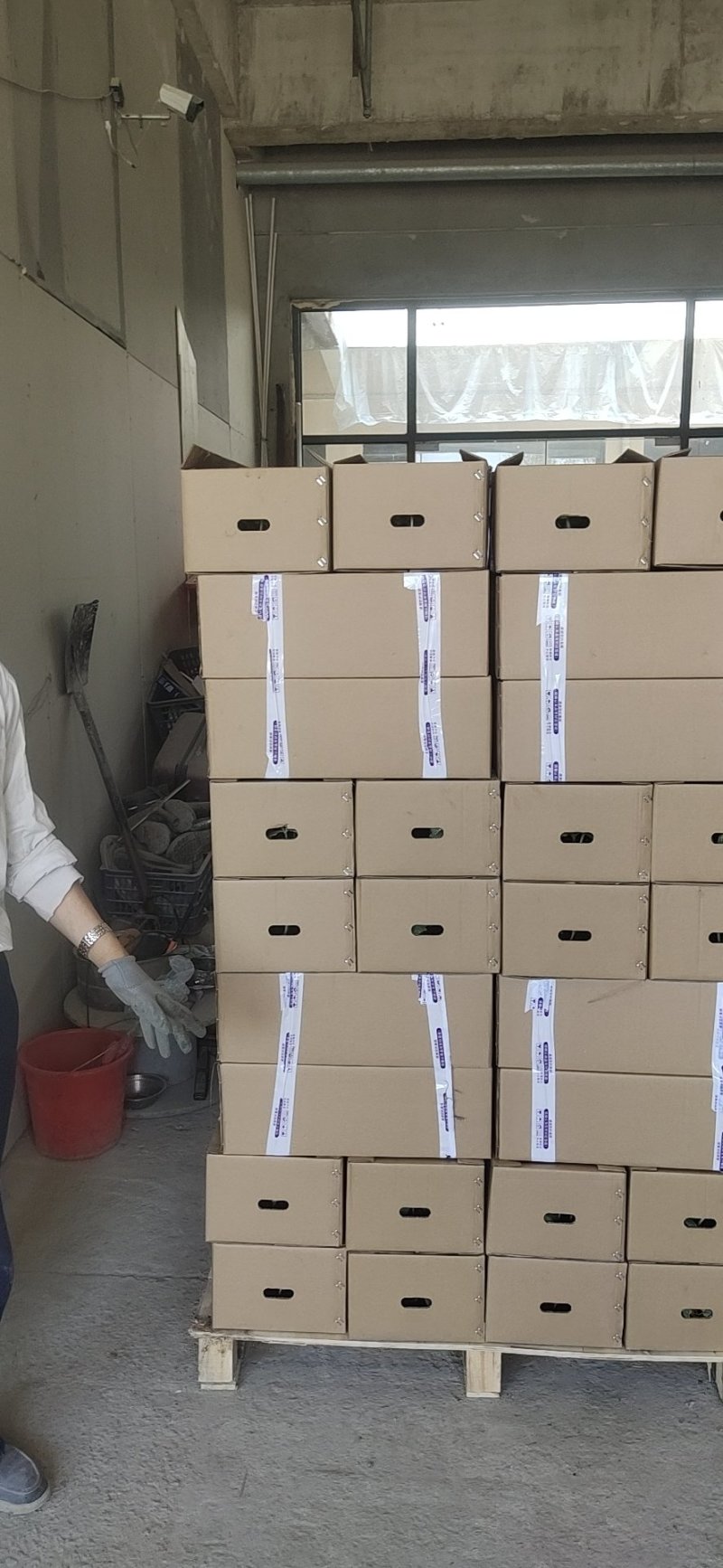 嫁接西瓜苗品种齐全，8424，美都，西农八号，育苗基地直供