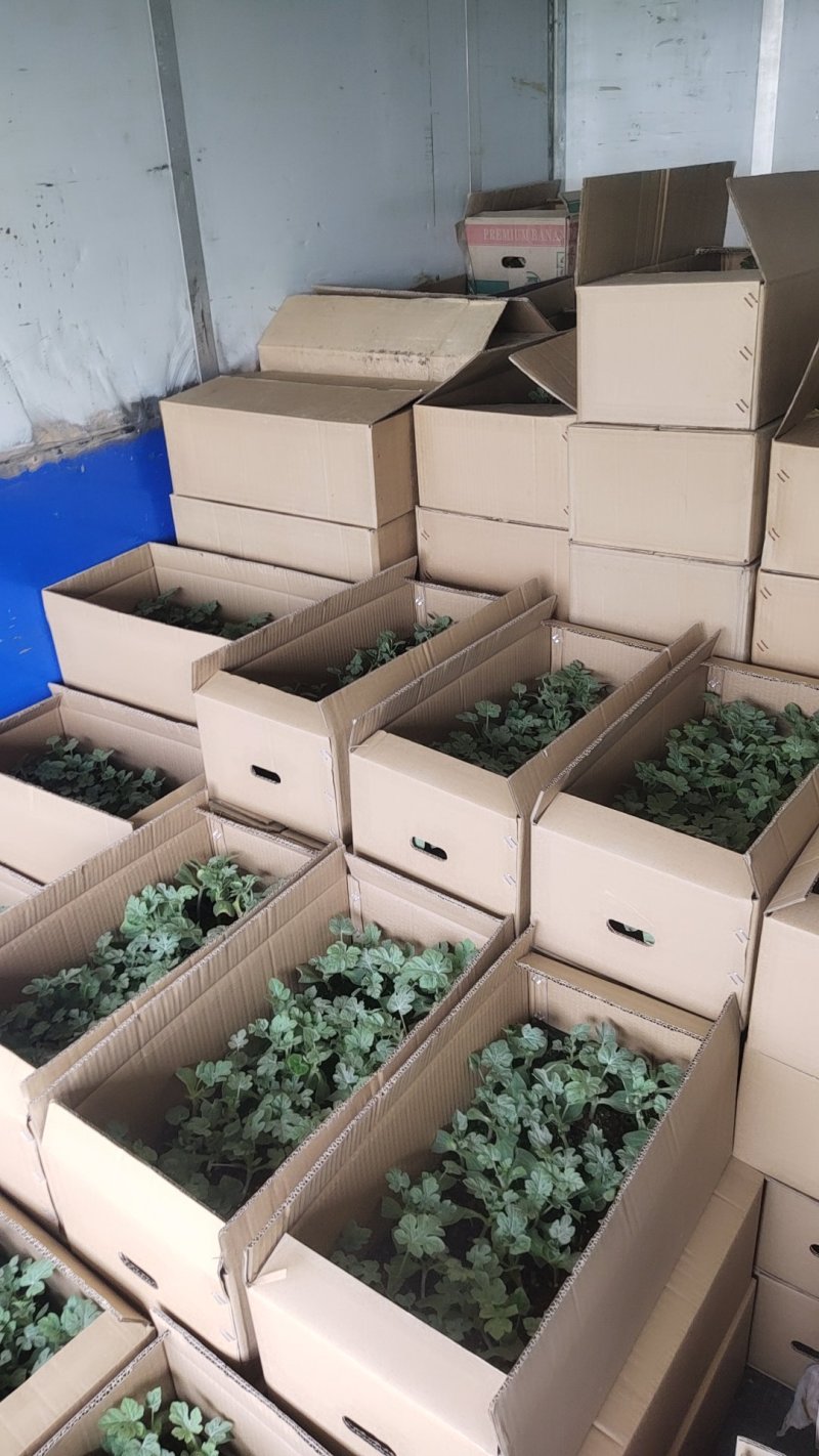 嫁接西瓜苗品种齐全，8424，美都，西农八号，育苗基地直供