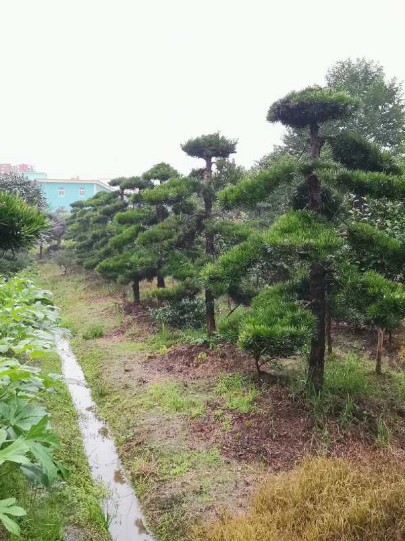 精品大叶黄杨苗，金边黄杨，瓜子黄杨，大叶黄杨球