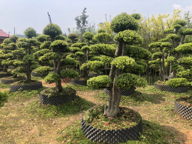 精品大叶黄杨苗，金边黄杨，瓜子黄杨，大叶黄杨球