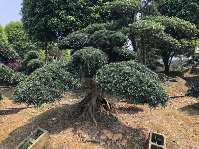 精品大叶黄杨苗，金边黄杨，瓜子黄杨，大叶黄杨球