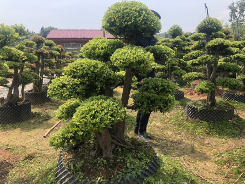 精品大叶黄杨苗，金边黄杨，瓜子黄杨，大叶黄杨球