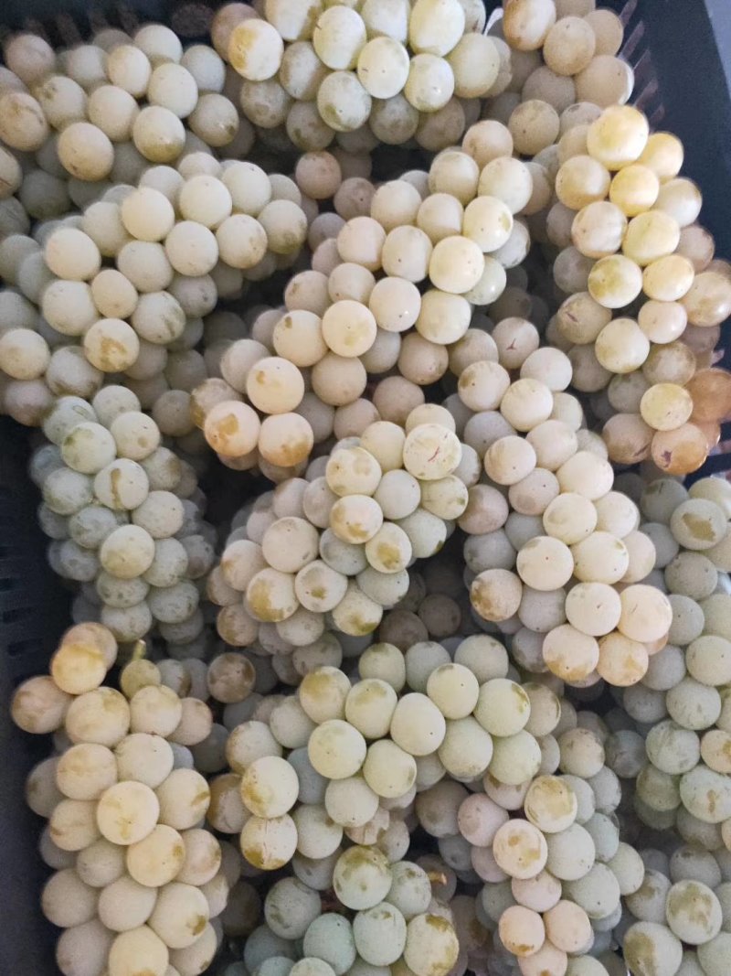 葡萄，云南高原特产水晶葡萄玫瑰香葡萄，