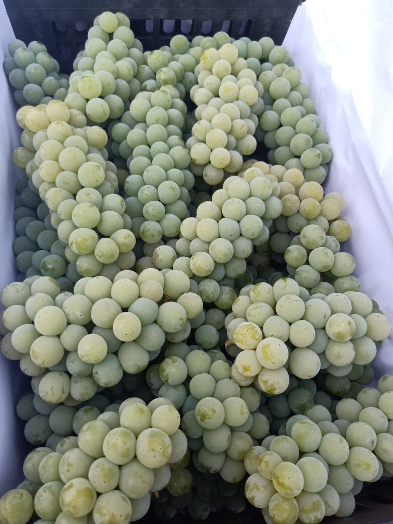 葡萄，云南高原特产水晶葡萄玫瑰香葡萄，