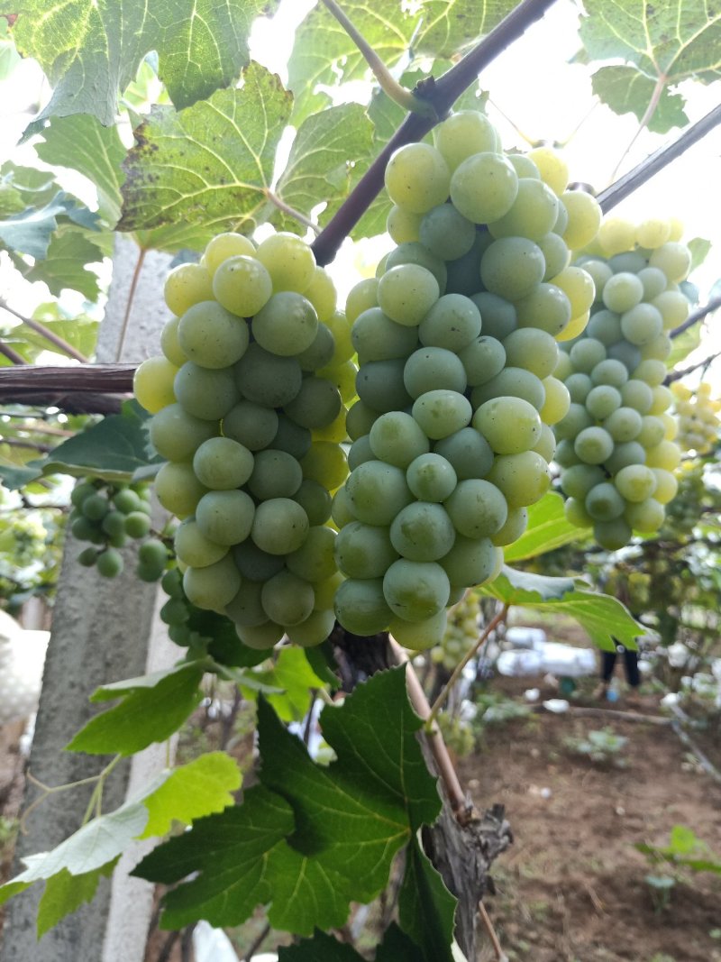 葡萄，云南高原特产水晶葡萄玫瑰香葡萄，