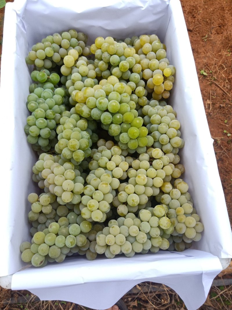 葡萄，云南高原特产水晶葡萄玫瑰香葡萄，