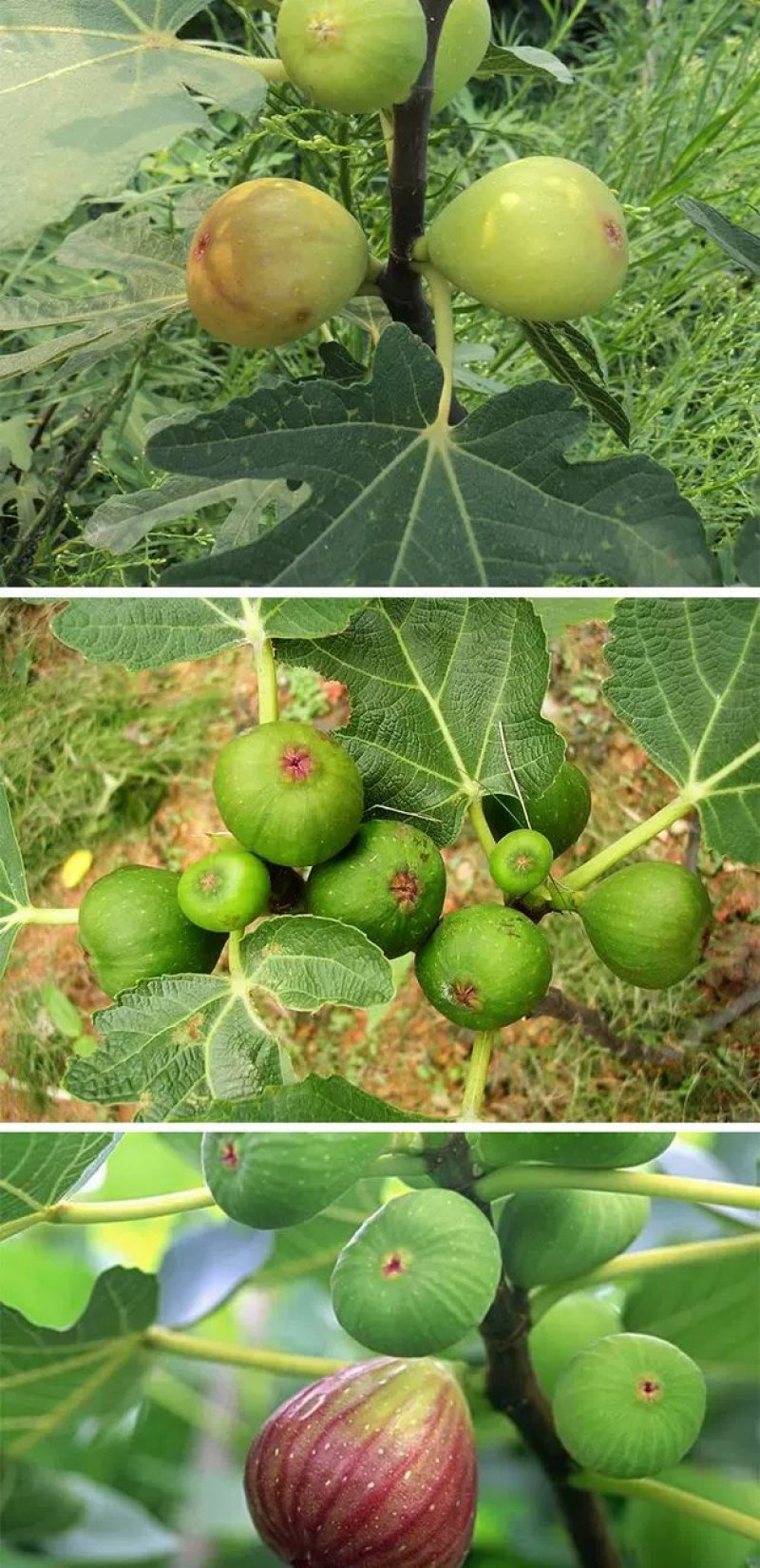 无花果树果苗特大树苗南方北方种植盆栽地栽水果果树果苗当年