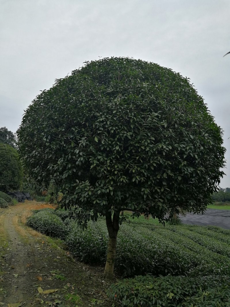 桂花