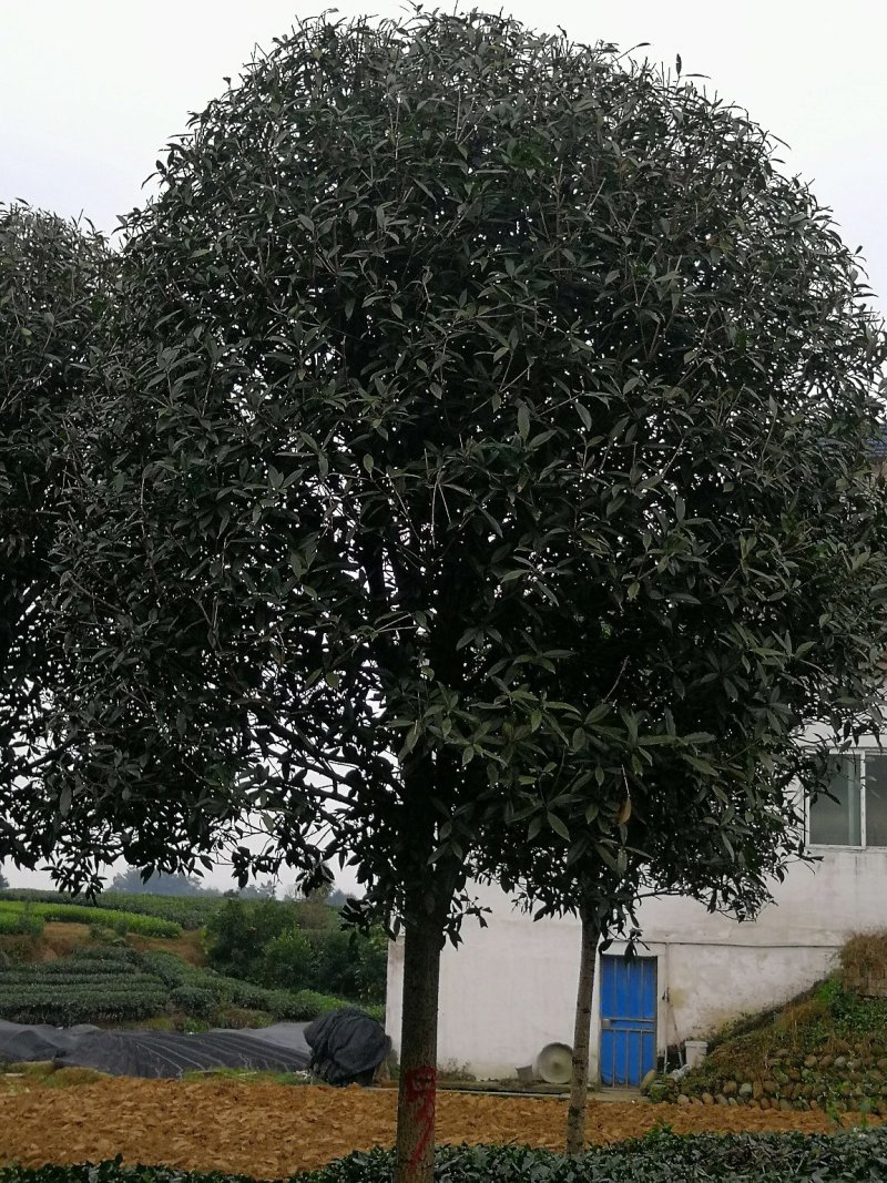 桂花