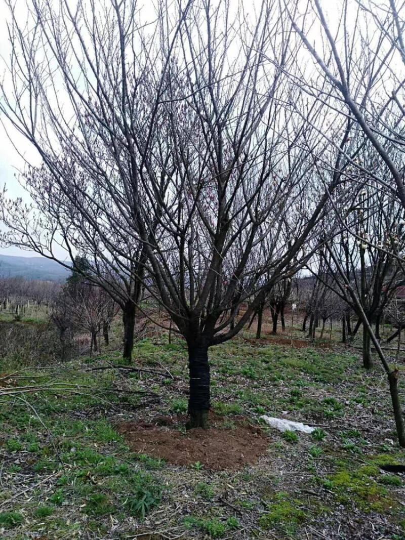 精品水杉，池杉，落雨杉，中山杉，红豆杉，