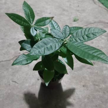 懒人盆发财树，90#，三棵一盆，一盆9.5
