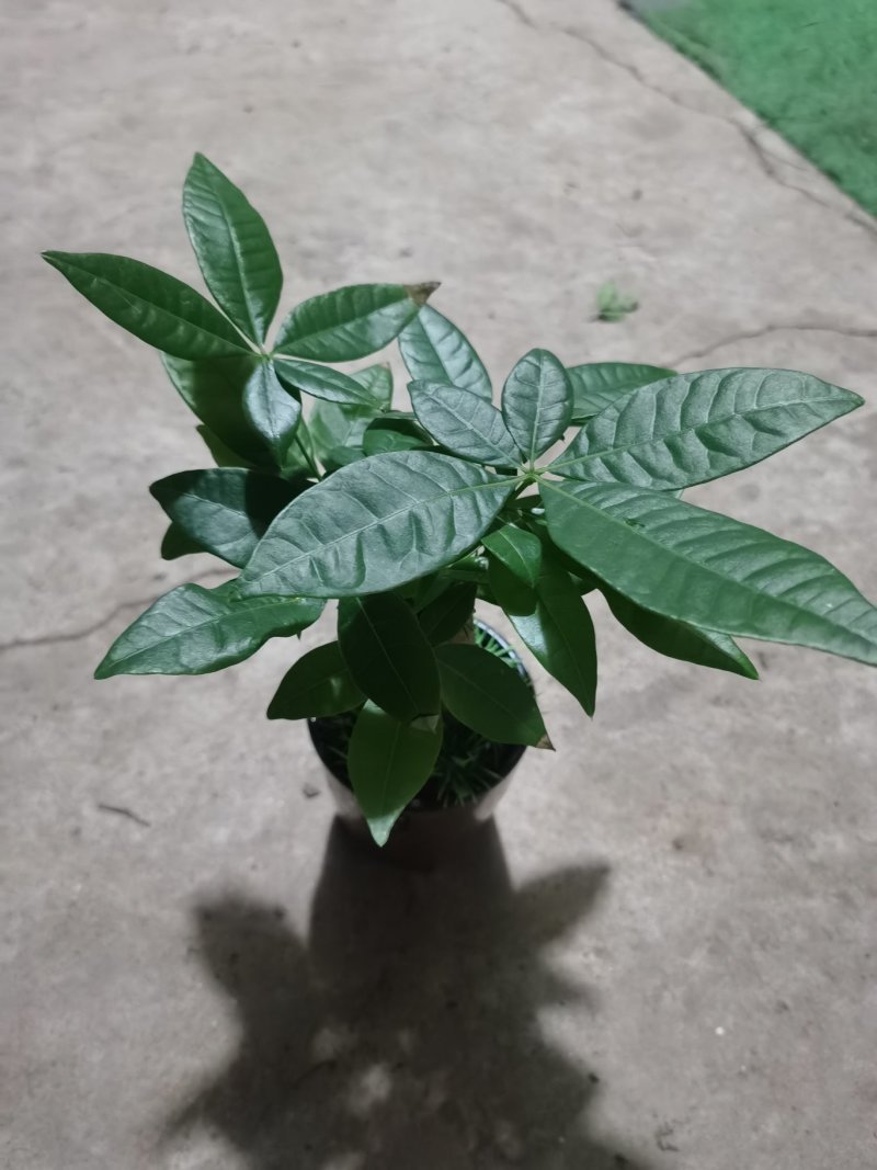 懒人盆发财树，90#，三棵一盆，一盆9.5