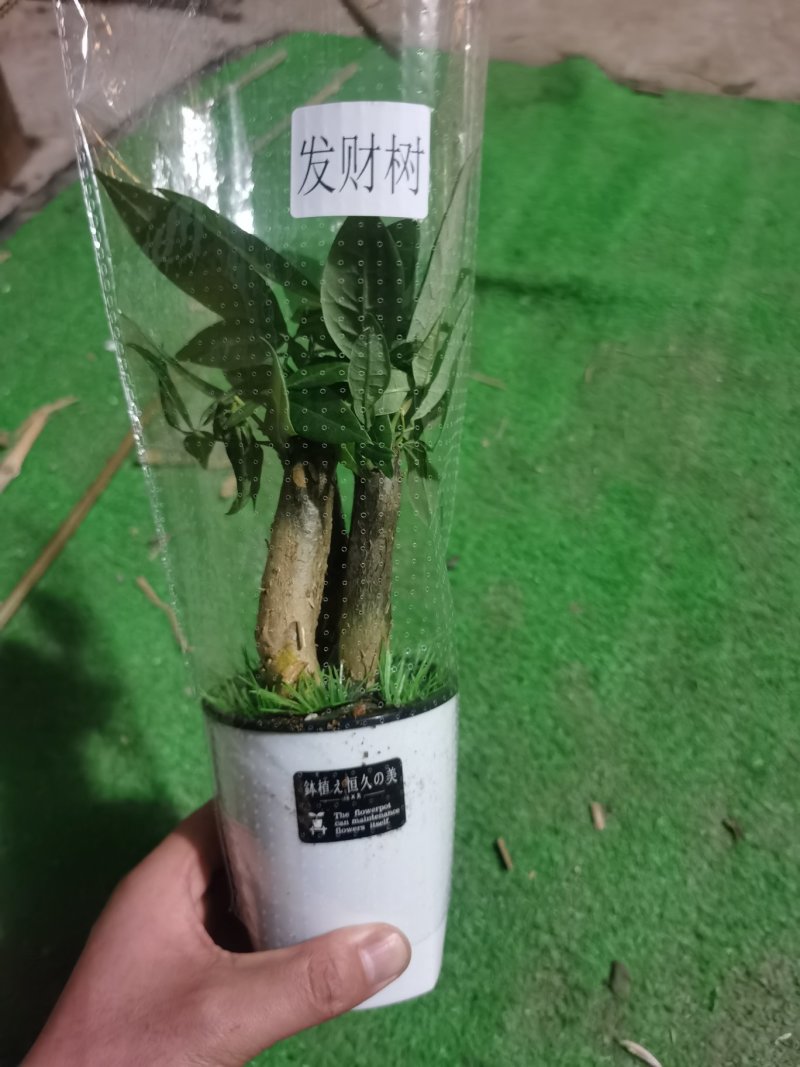 懒人盆发财树，90#，三棵一盆，一盆9.5