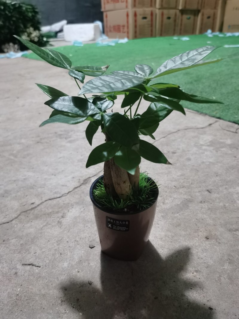 懒人盆发财树，90#，三棵一盆，一盆9.5
