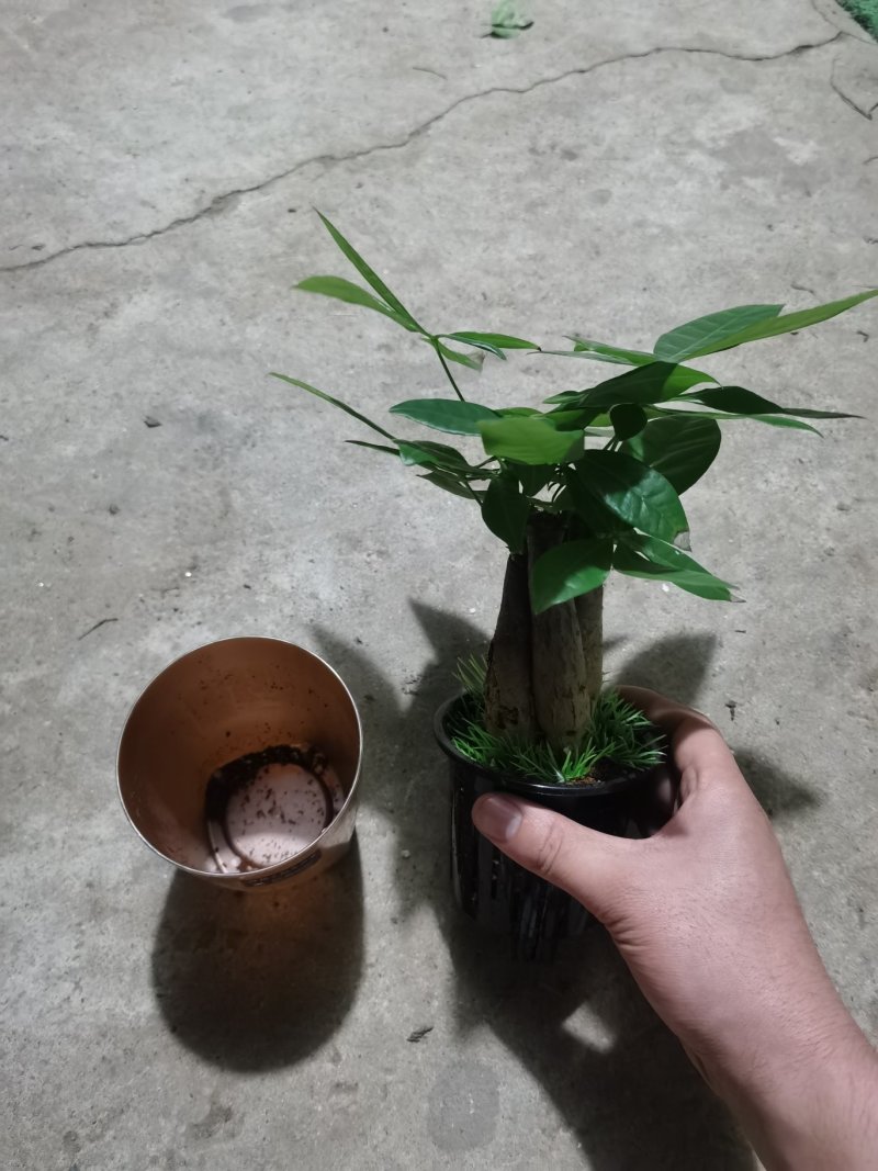 懒人盆发财树，90#，三棵一盆，一盆9.5
