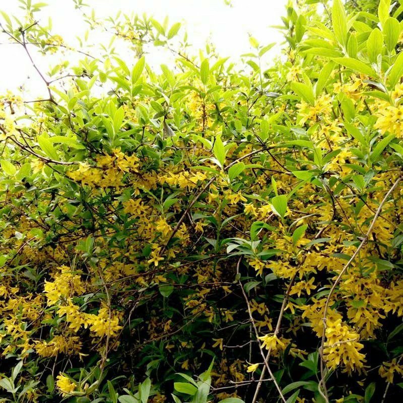 连翘小苗庭院绿化苗木攀缘花卉连翘苗连翘黄花条黄金条树苗