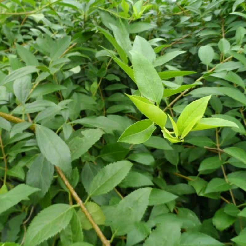 连翘小苗庭院绿化苗木攀缘花卉连翘苗连翘黄花条黄金条树苗