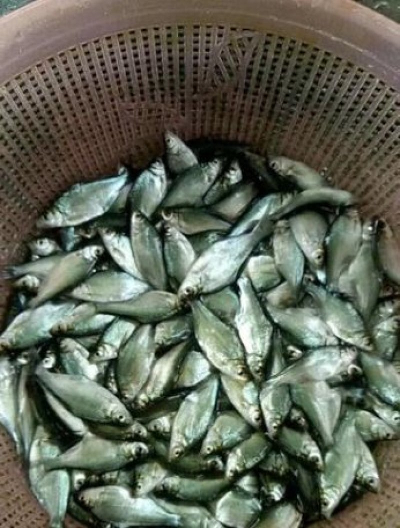 优质鱼苗武昌鱼苗边鱼苗武昌边，武昌鱼苗边鱼苗