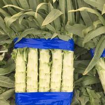 岱岳区精品莴苣莴笋品种齐全规模大产地直发大量上市