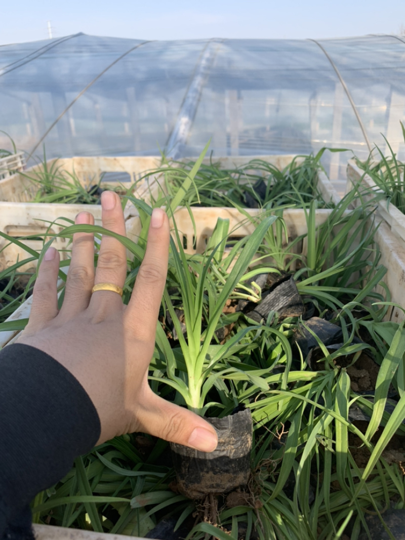 大花萱草