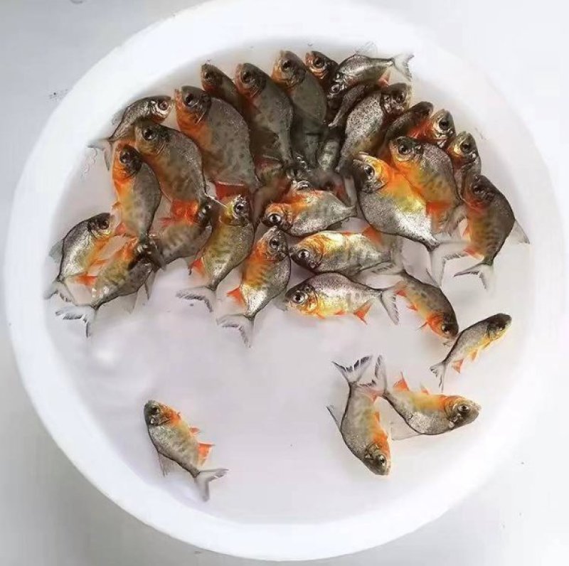 鲳鱼苗白鲳鱼苗优质鲳鱼苗，红腹鲳鱼苗鲳鱼苗白鲳鱼苗