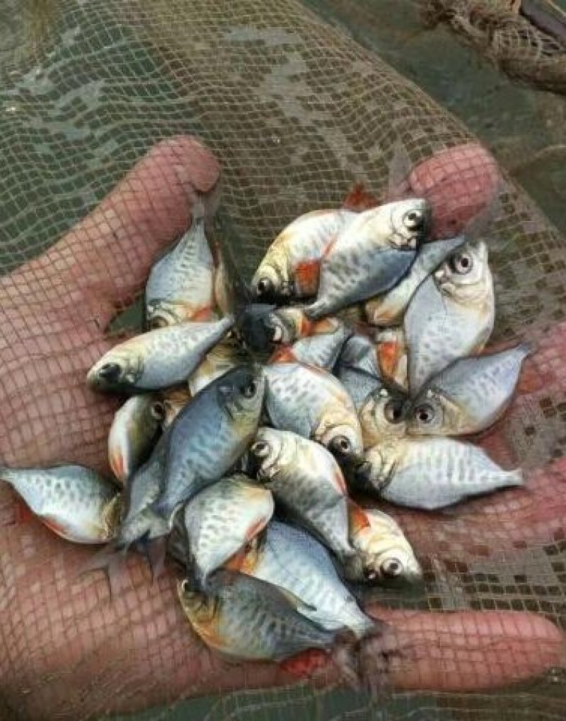 鲳鱼苗白鲳鱼苗优质鲳鱼苗，红腹鲳鱼苗鲳鱼苗白鲳鱼苗