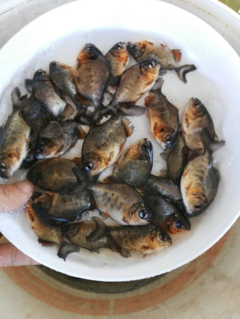 鲳鱼苗白鲳鱼苗优质鲳鱼苗，红腹鲳鱼苗鲳鱼苗白鲳鱼苗