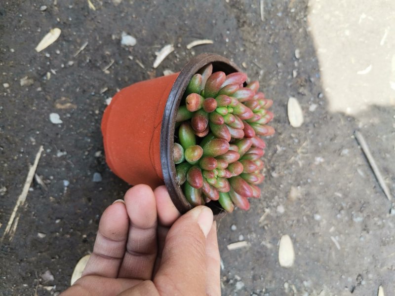多肉红之玉基地直发