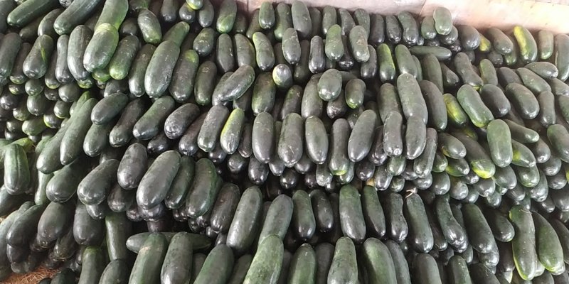 南宁市坛洛镇精品地冬瓜上市产地直销诚信代办
