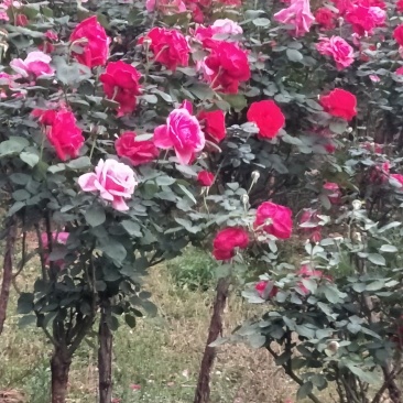 3一4分高杆月秀大量出售，花色多。可常年有货。