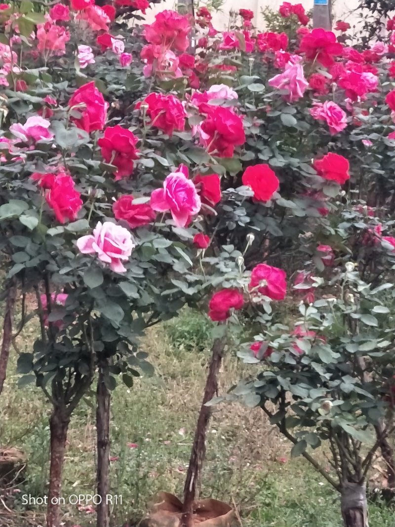 3一4分高杆月秀大量出售，花色多。可常年有货。