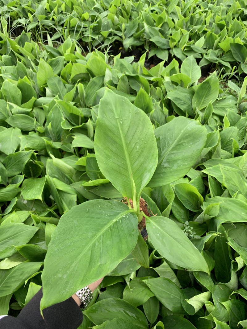 巴西威廉斯B6供应湛江廉江
