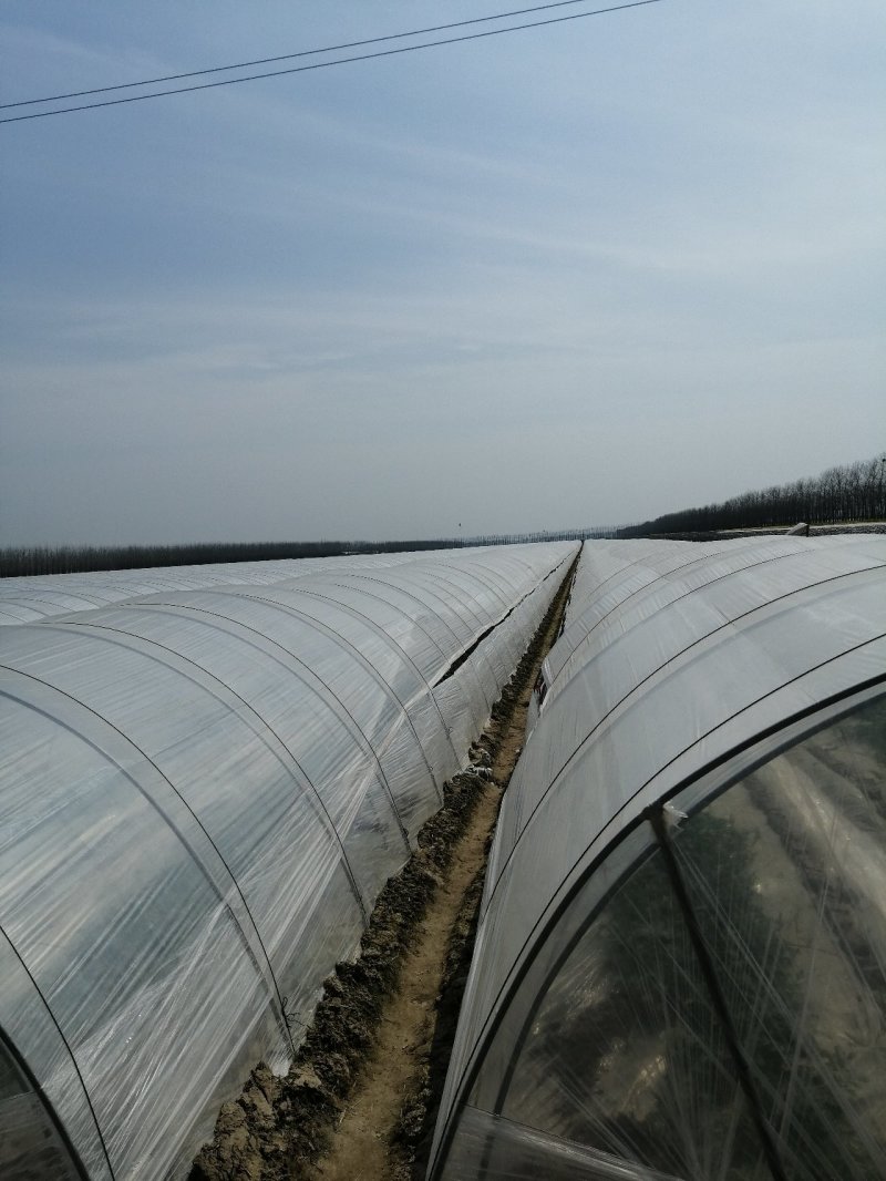 东台特小凤西瓜万亩基地直发，支持商超对接，视频看货，欢迎洽谈