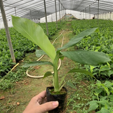 巴西威廉斯B6供应湛江廉江