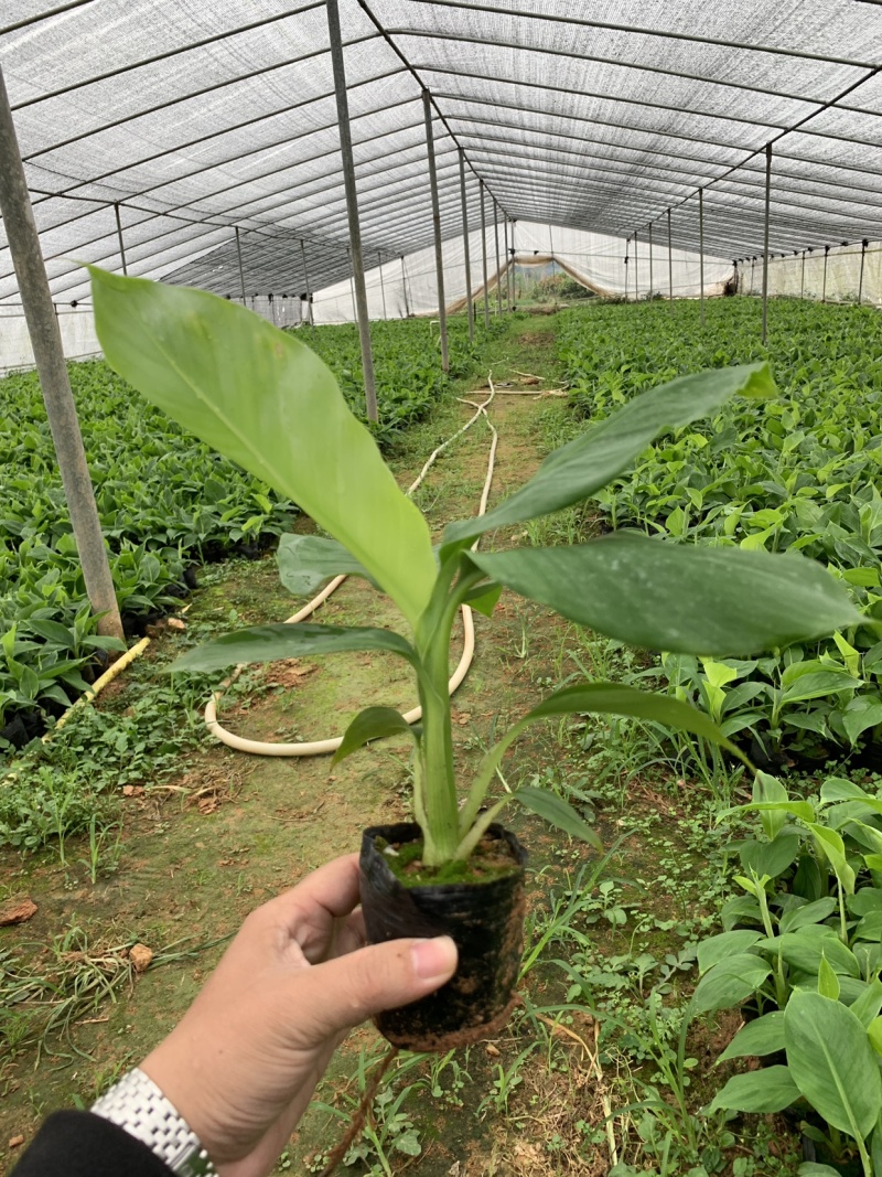 巴西威廉斯B6供应湛江廉江