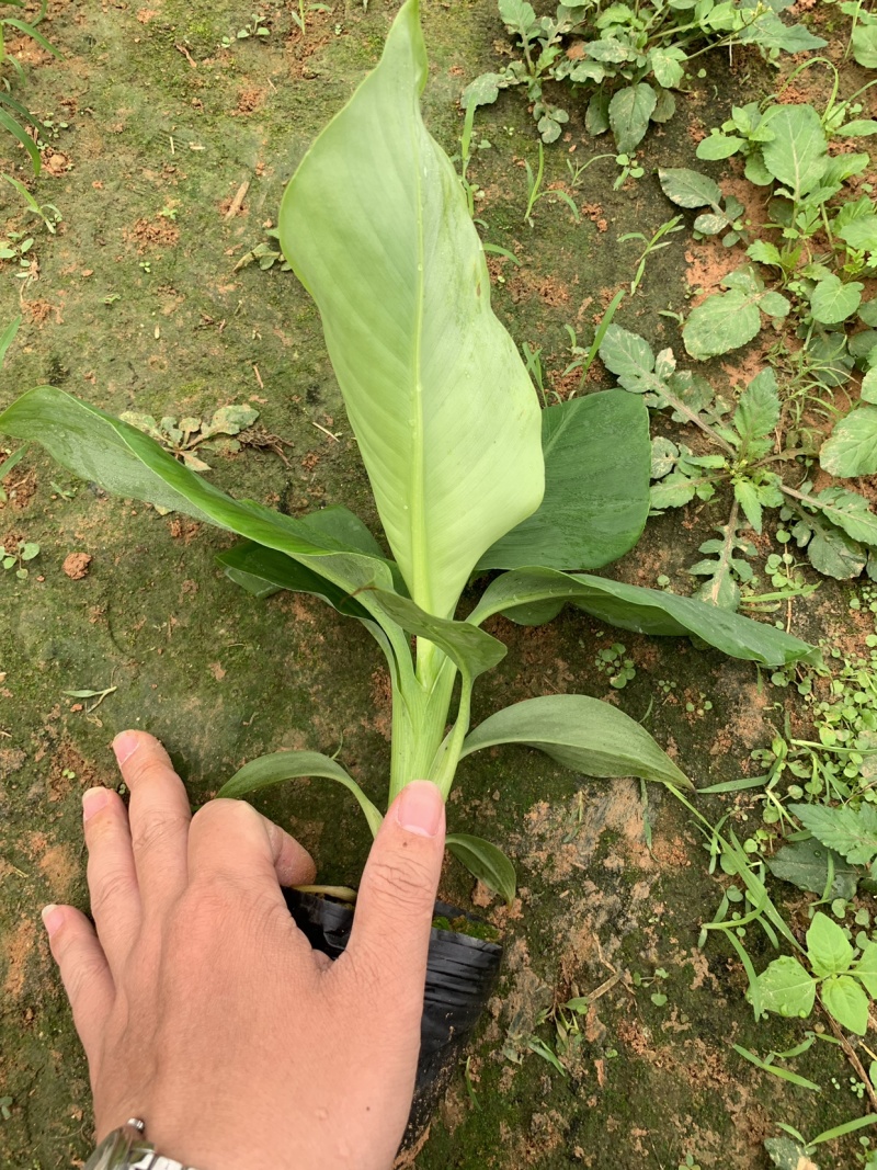 巴西威廉斯B6供应湛江廉江