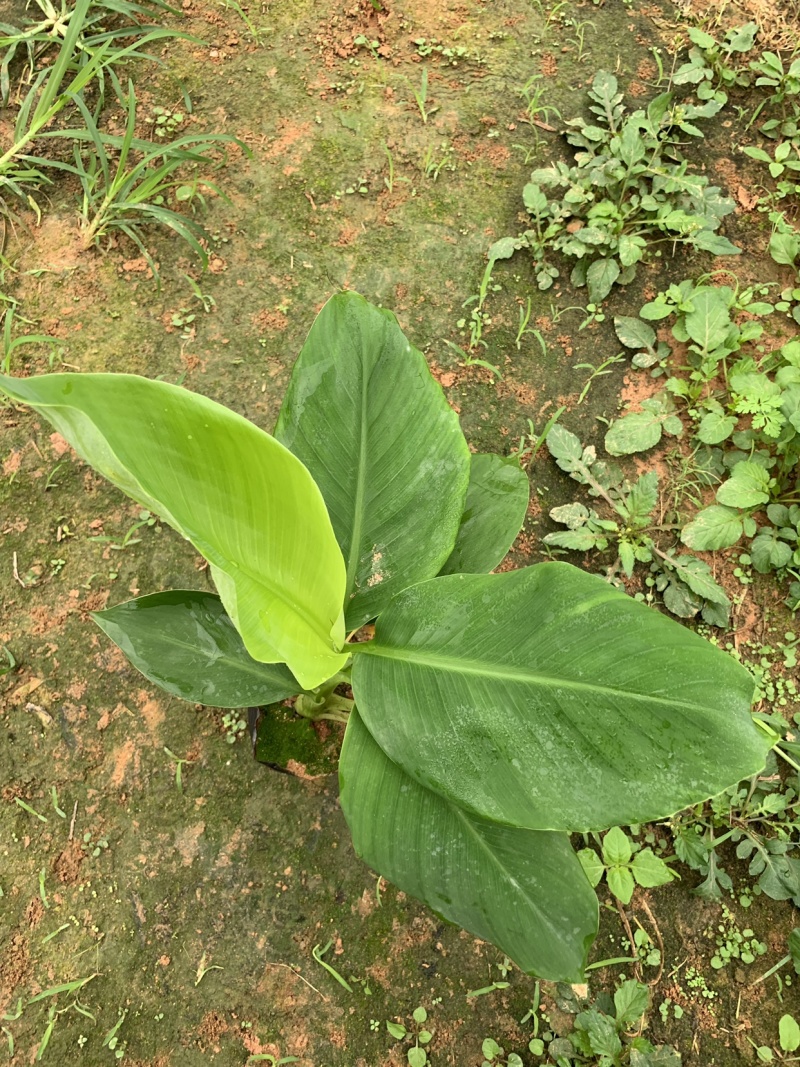 巴西威廉斯B6供应湛江廉江