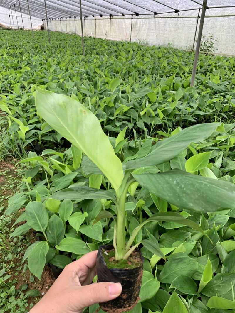 巴西威廉斯B6供应湛江廉江