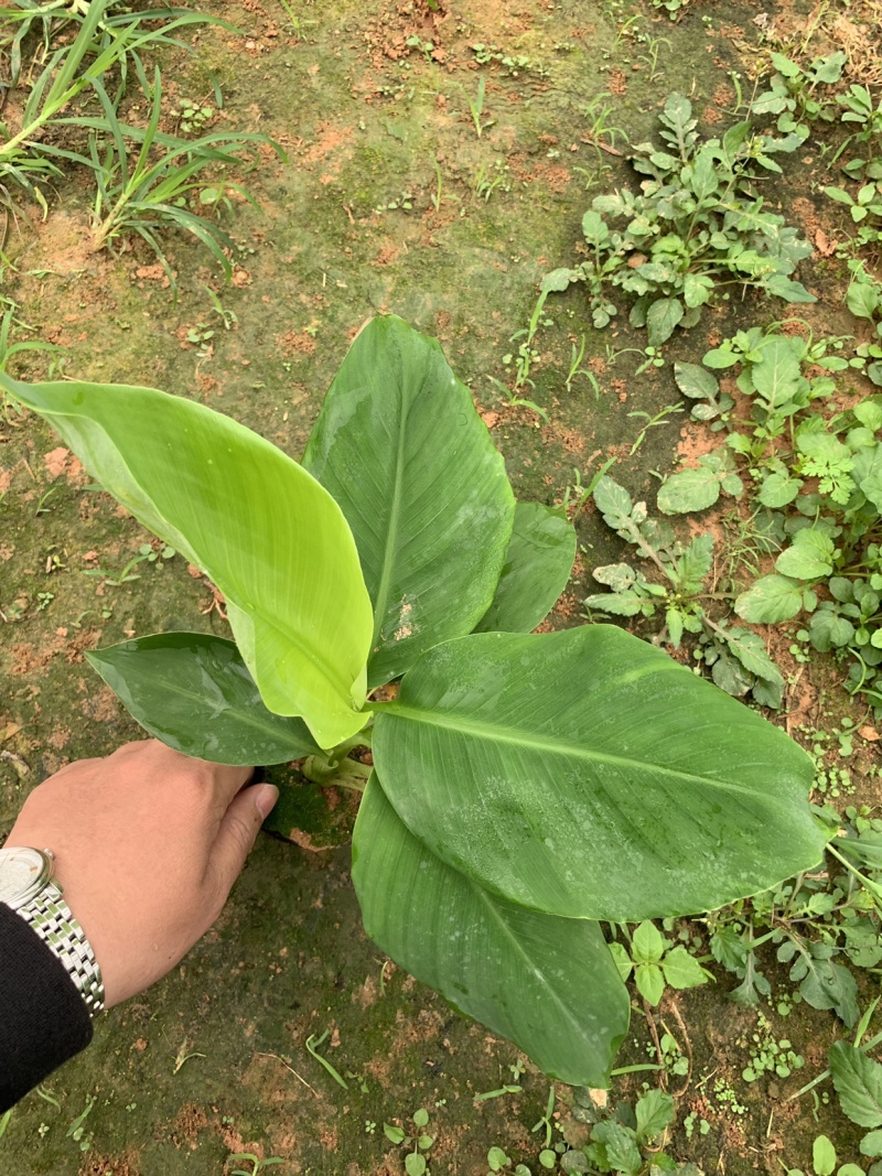 巴西威廉斯B6供应湛江廉江