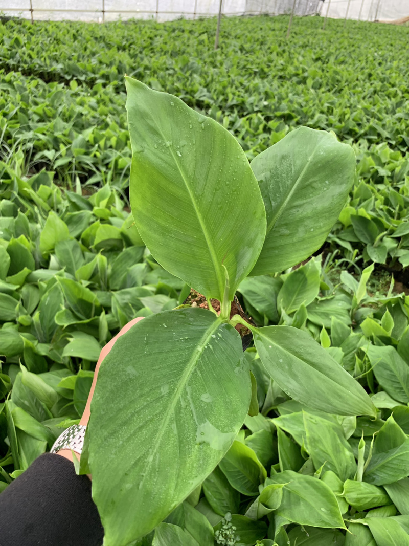 巴西威廉斯B6供应湛江廉江