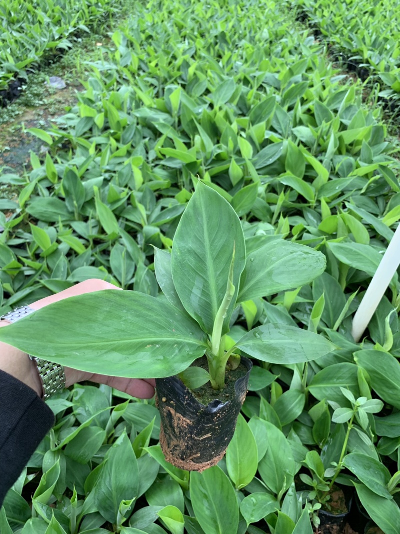 巴西威廉斯B6供应湛江廉江