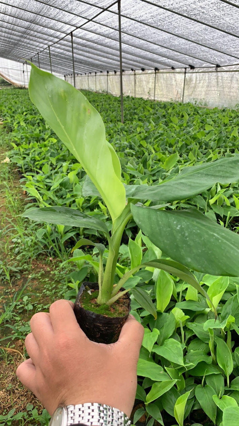 巴西威廉斯B6供应湛江廉江