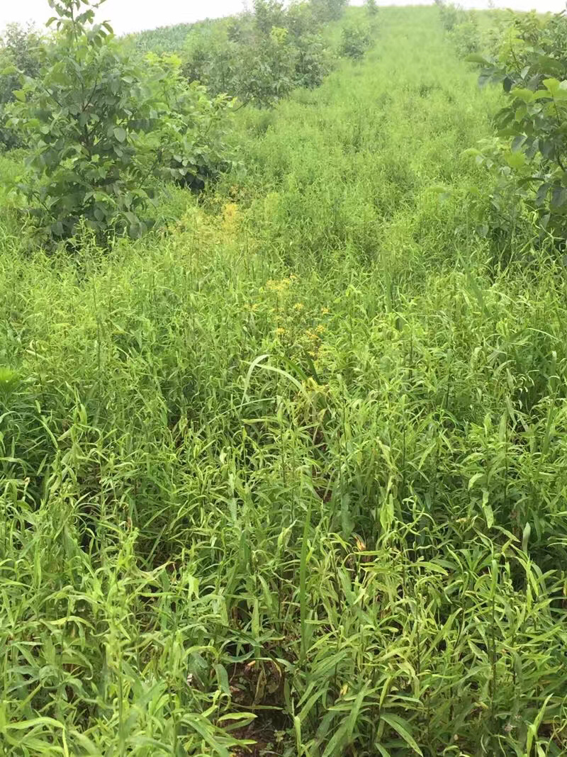 柴胡片，产地陕西，含量达标