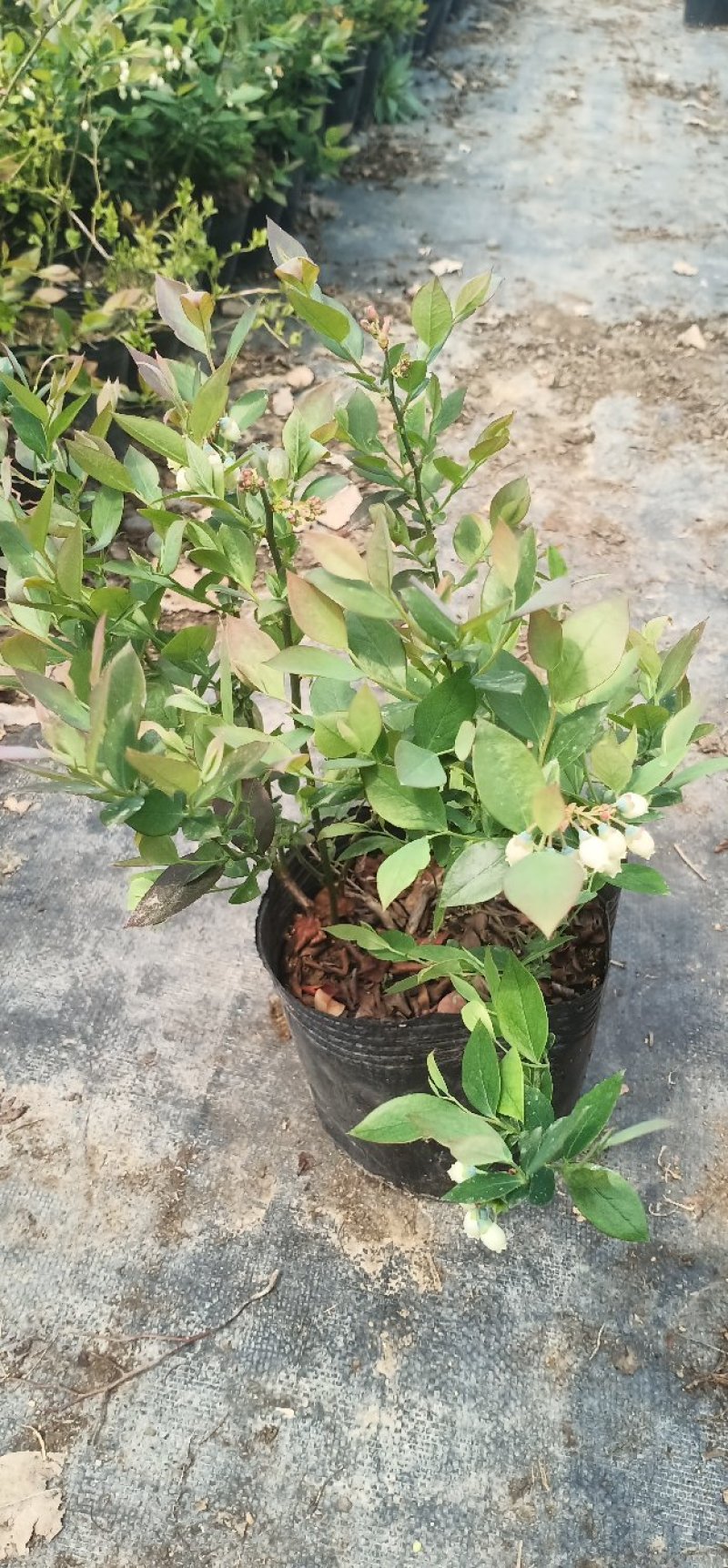 蓝莓苗