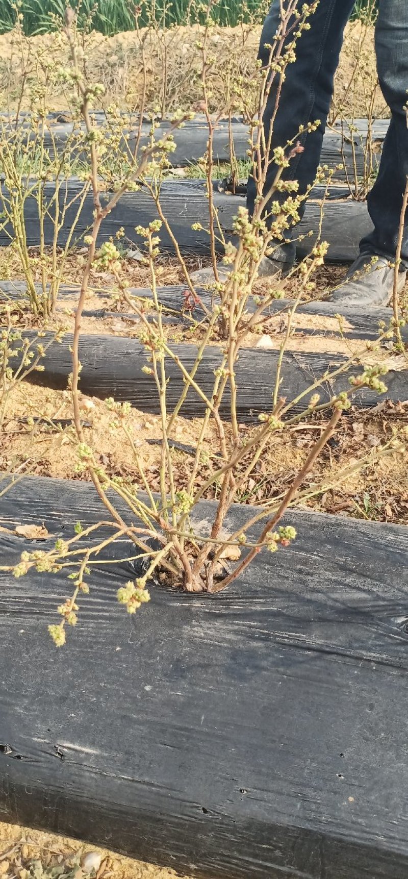 蓝莓苗