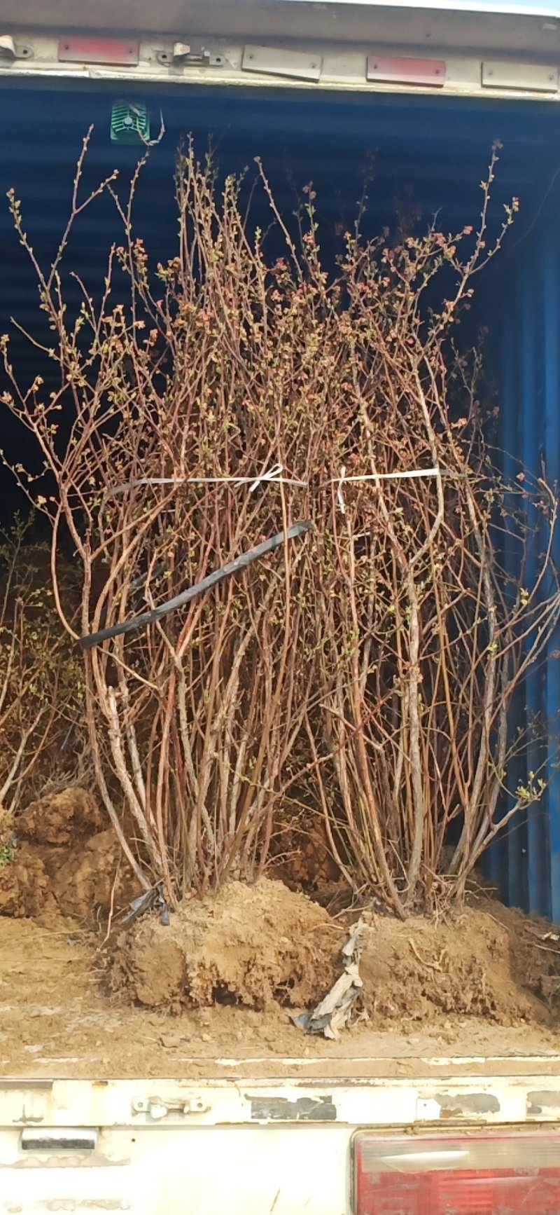 蓝莓苗