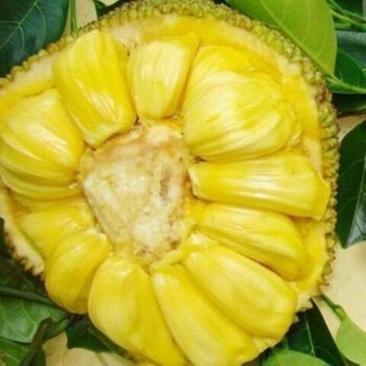 新品种水果苗四季菠萝蜜树苗马来西亚八号1号正品嫁接苗