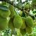 新品种水果苗四季菠萝蜜树苗马来西亚八号1号正品嫁接苗
