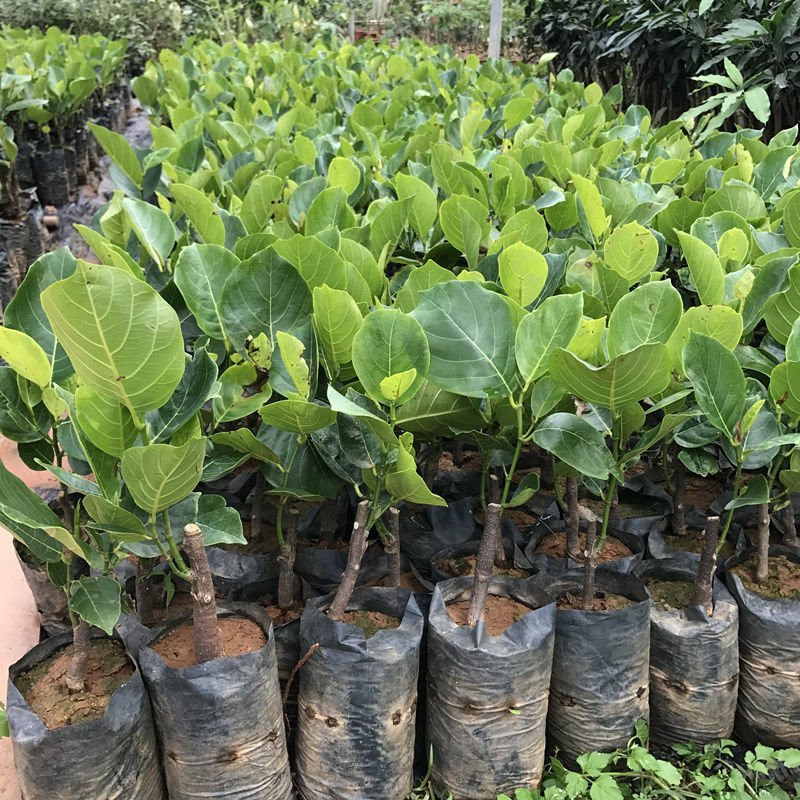 新品种水果苗四季菠萝蜜树苗马来西亚八号1号正品嫁接苗