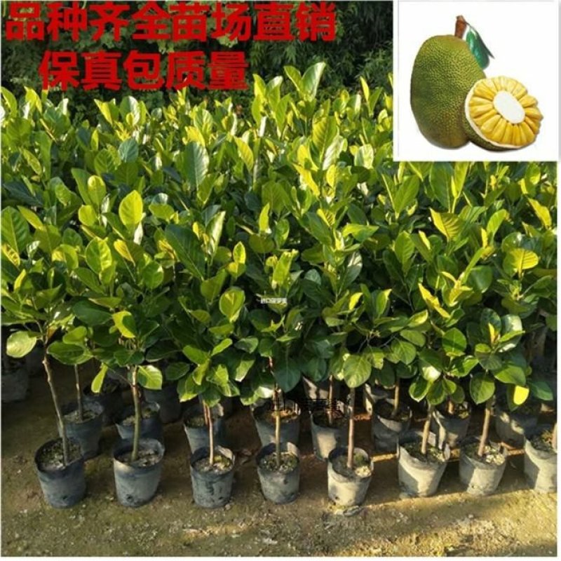 新品种水果苗四季菠萝蜜树苗马来西亚八号1号正品嫁接苗